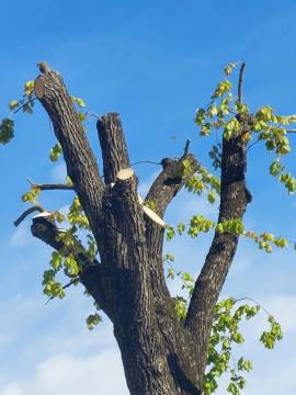 Primer obglavljenega drevesa, primer neprimerne prakse